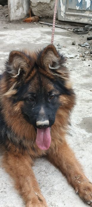 ИТ сотилади немецкая овчарка