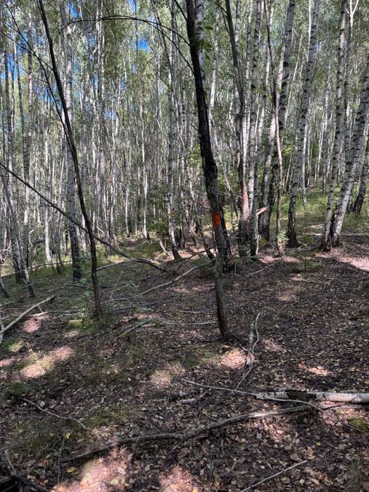 45100 m2 Pășune împădurită