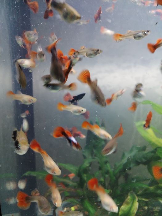 Продажа аквариумных рыб