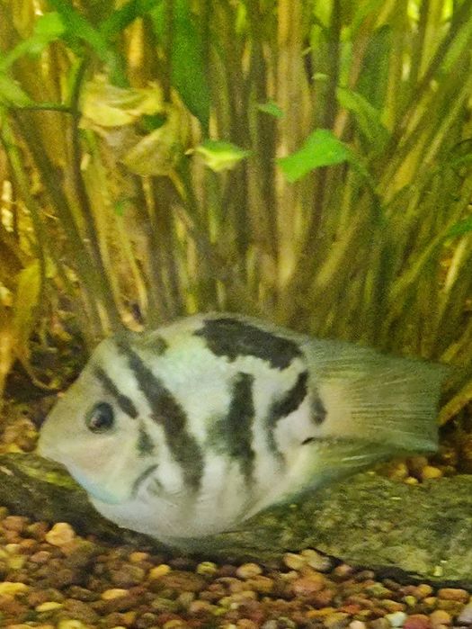 Рыбка аквариумная Голубой  попугай