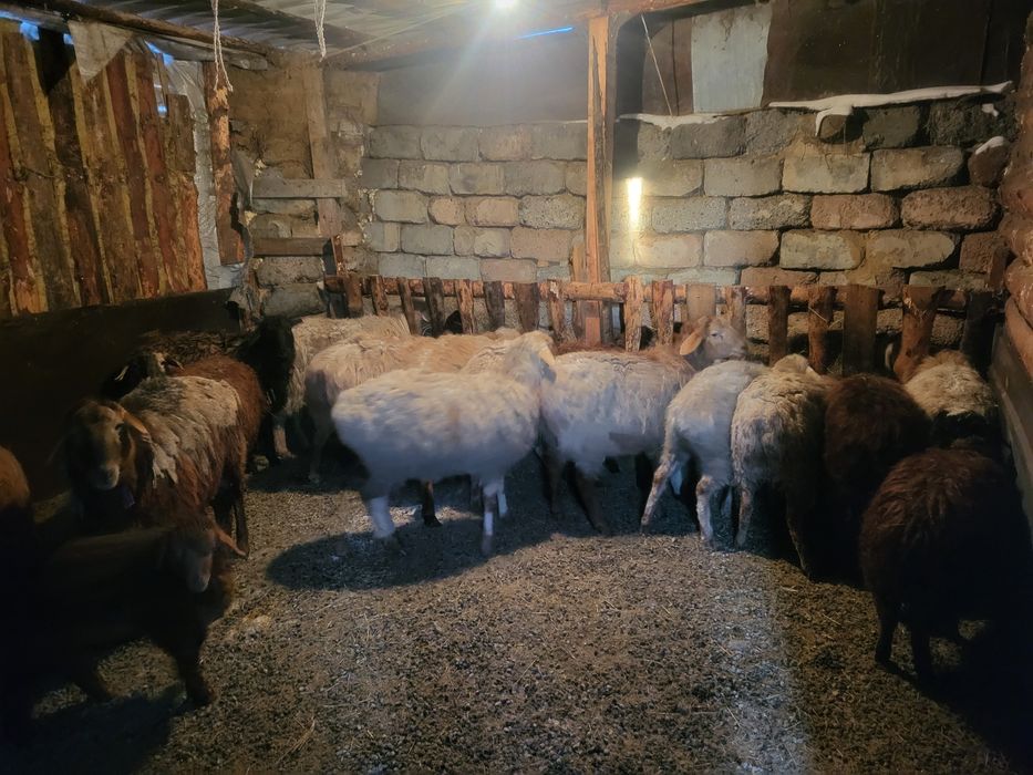 Продам овец оптом курдючные.