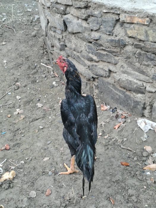 Хуроз сотилади 5 кг