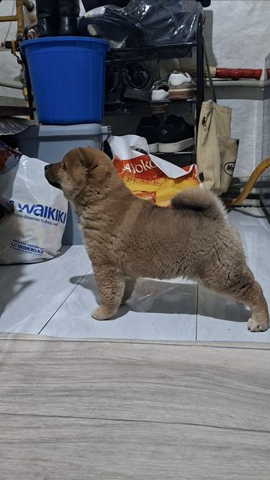 Малыш Сиба-ину мальчик)