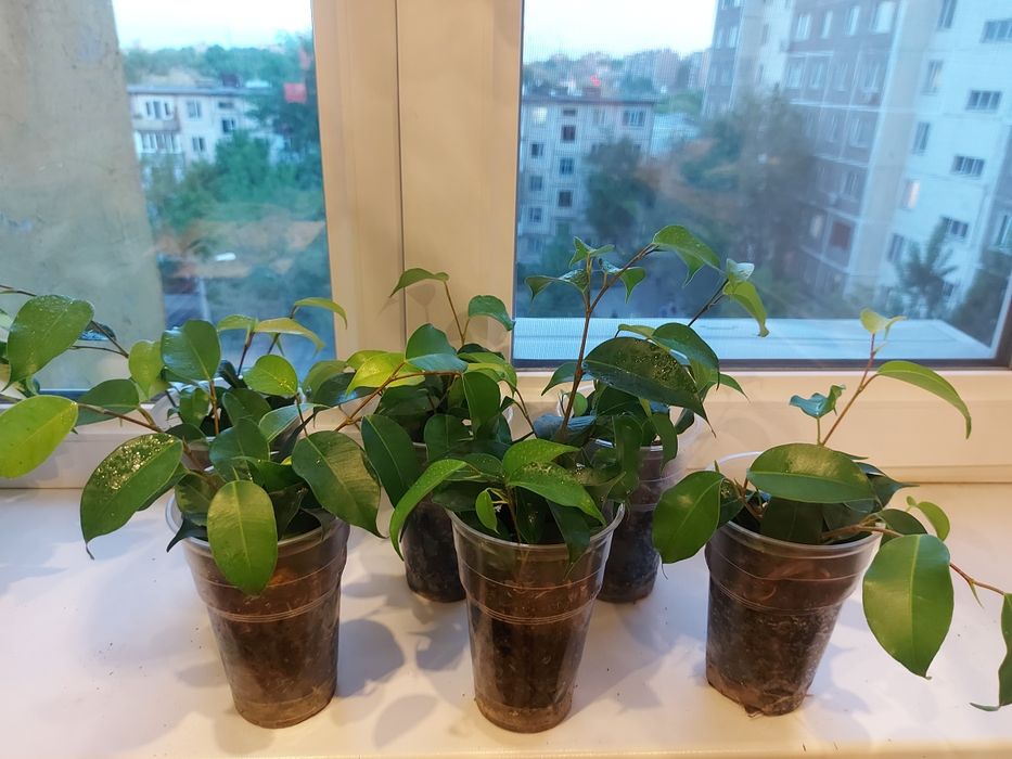Фикус Бенджамина укоренённые черенки.
