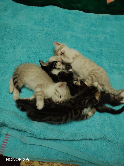 Продаётся Бенгальские Котята Новогодняя акция