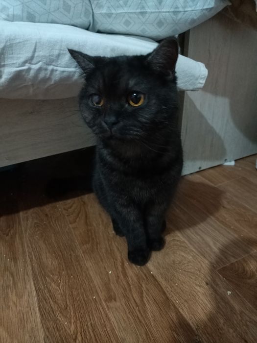 Кот Тимоша ищет дом