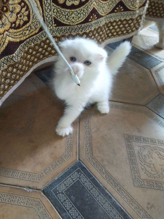 Продается Шотландские котята