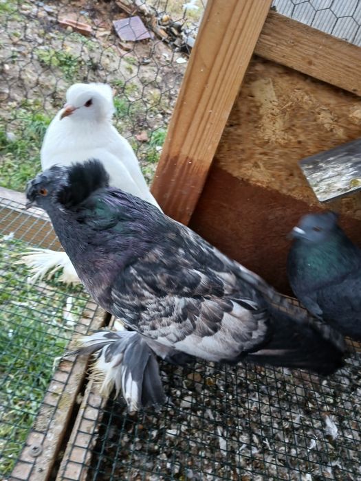 Porumbei tobosari germani