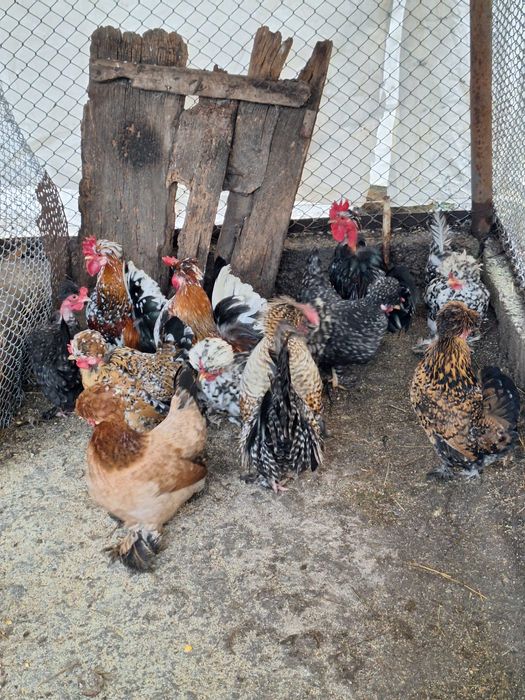 Продавам оплодени яйца от джинките на снимкитее