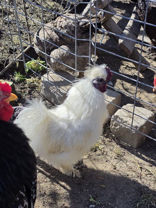 Oua pentru incubat Moțată, Australorp, Cochinchina,  Phoenix, Mătase J