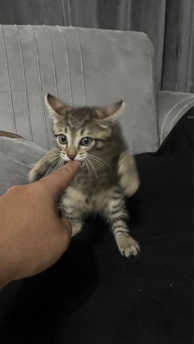 Домашний игривый котенок