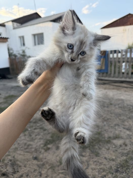 Ищем любящий дом для котенка