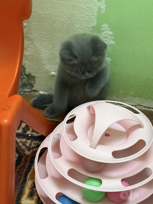 Скоттиш страйт британец
