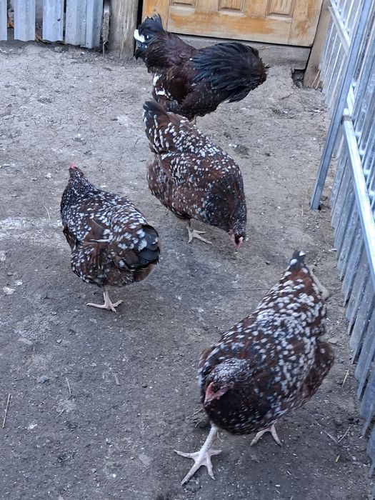 Vând oua de incubat de la găinile din poza