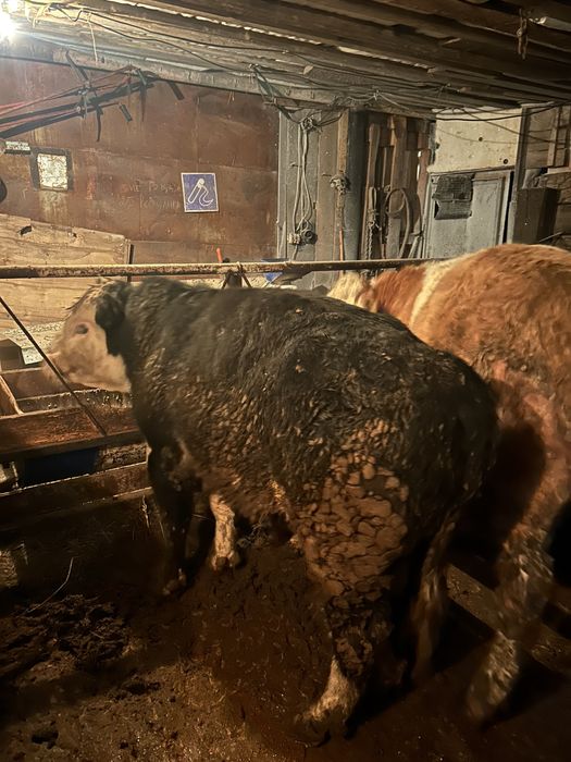 Откорм бычки 6 голов