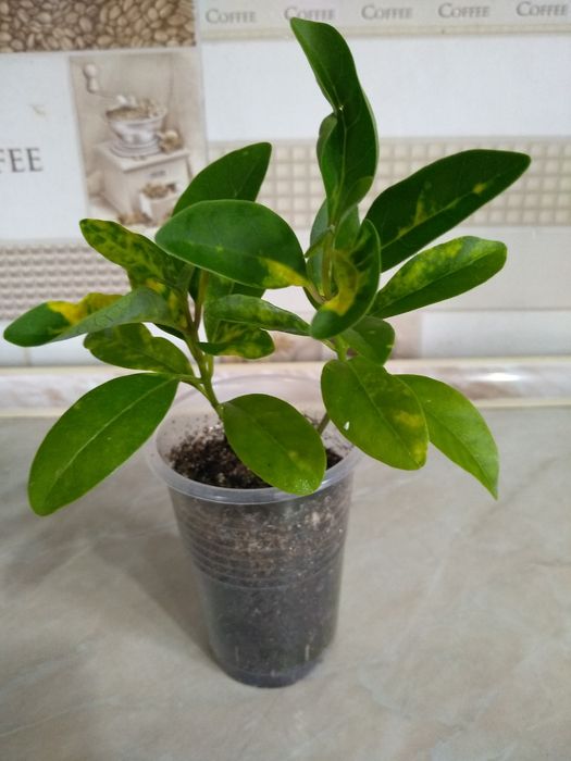 Продам комнатные цветы