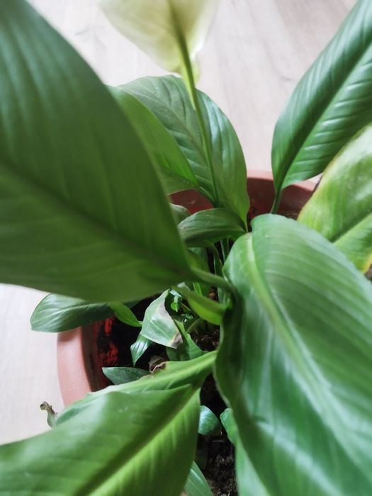 Комнатные цветы.