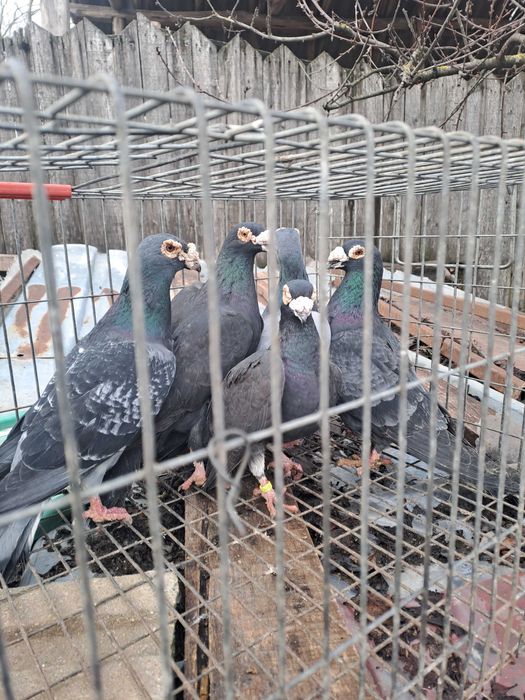 Porumbei Voiajor stil vechi