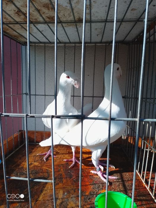 Voiajori germani de frumusete