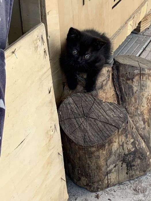 Котят в добрые руки