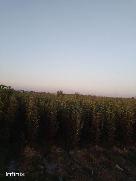 Olma shaftoli urik uzum gilos shipanka bexi  xar xil kuchatlar