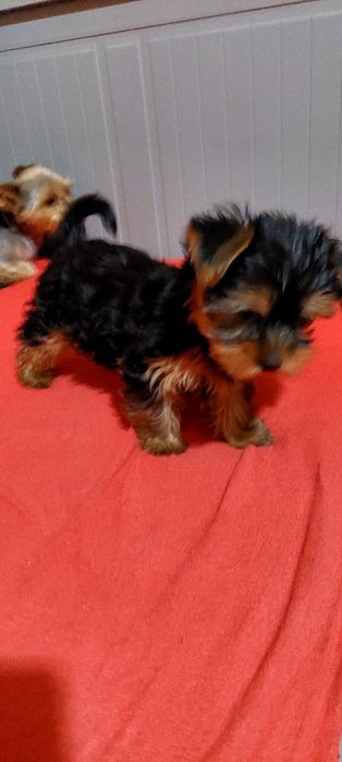 Yorkshire Terrier mini