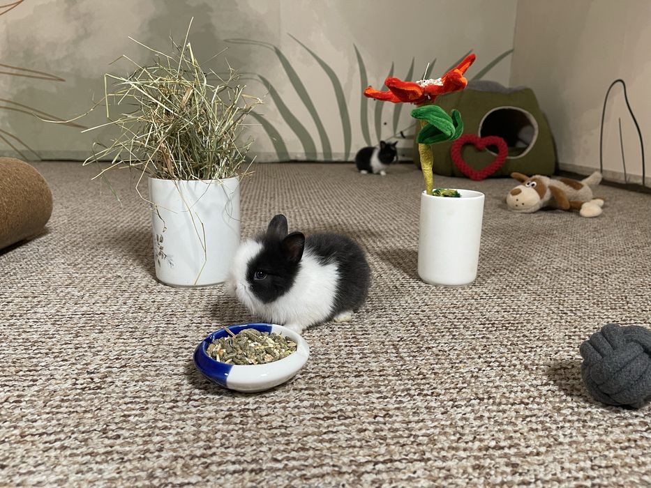 Декоративни зайчета-Прекрасни!