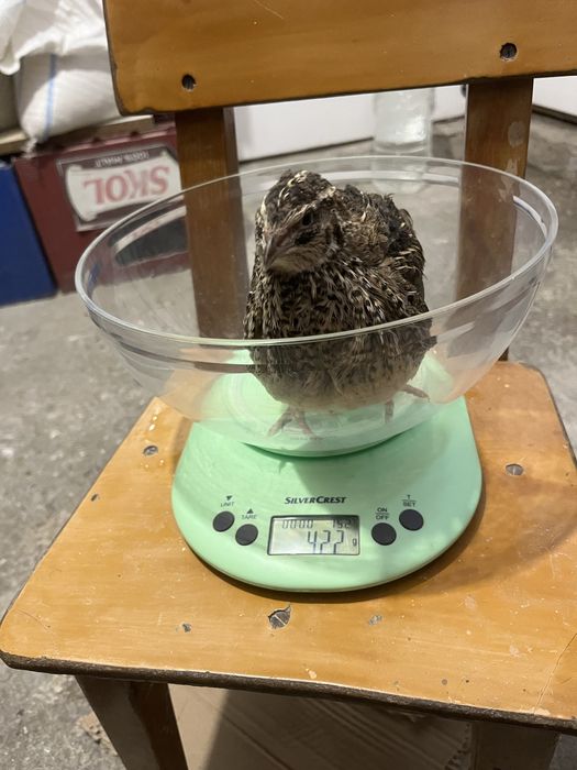 Oua de prepelite ,pui, pasari , carcasa