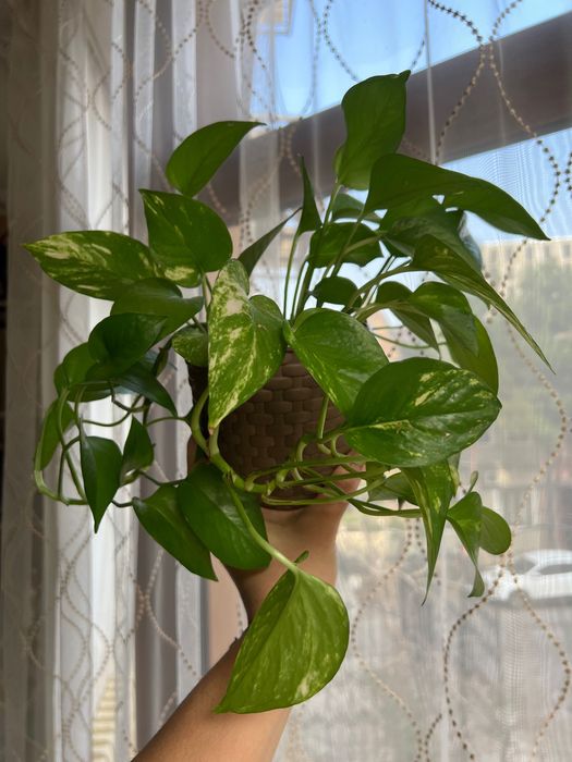 Продам комнатные растения