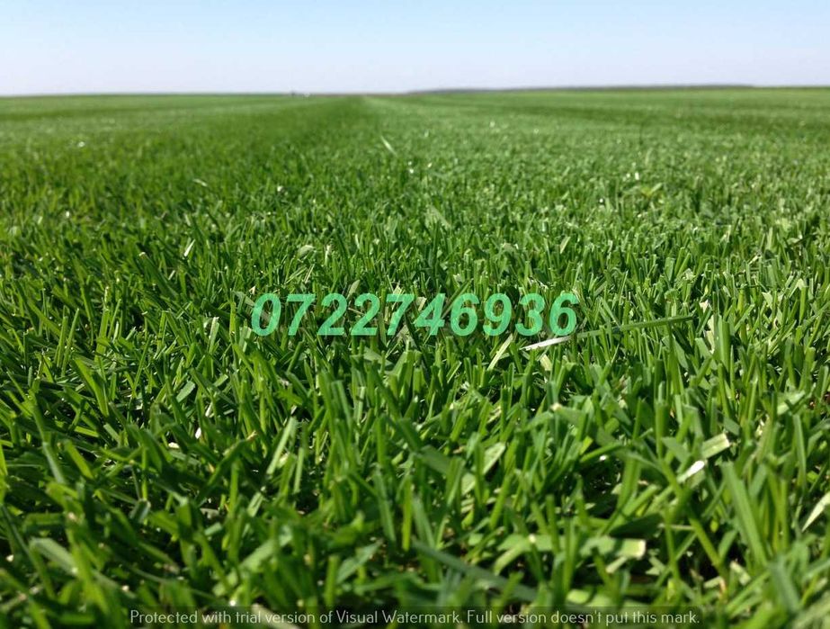 Gazon Rulou Verde Natural cu Livrare Rapidă