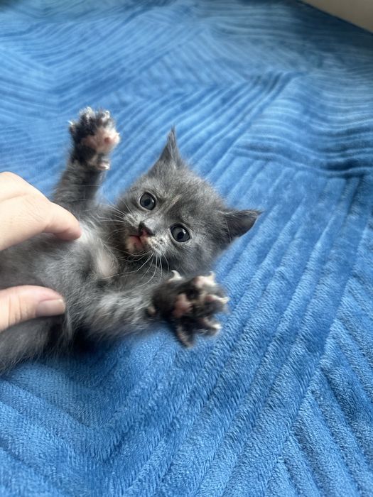 Отдам котенка девочка в хорошие руки