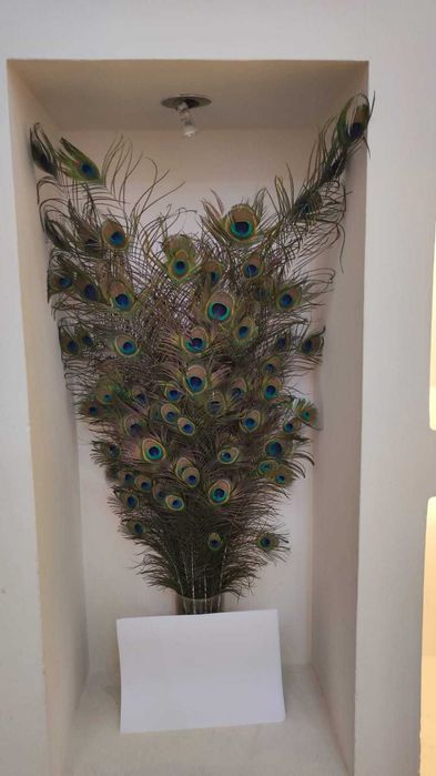 Павлин (жарптица)