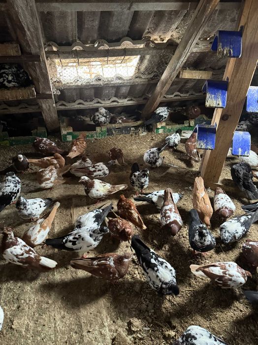 Porumbei Tippleri Englezi,Bobati.