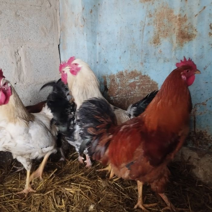 Продам куры домашние