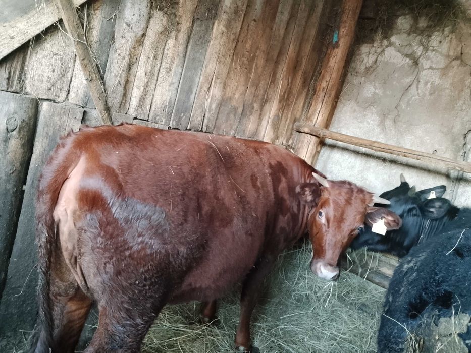 Продам тёлок (КРС)