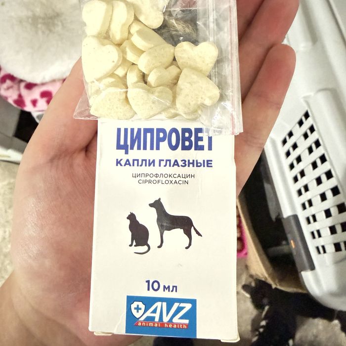 Кот с временными проблемами со здоровьем