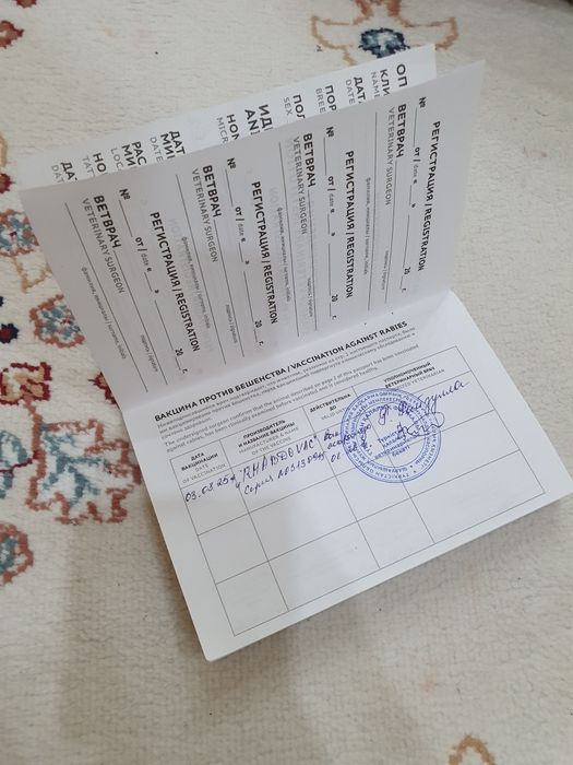 Шотланд мысығы,Өзі сүйкімді де Ақылдыды