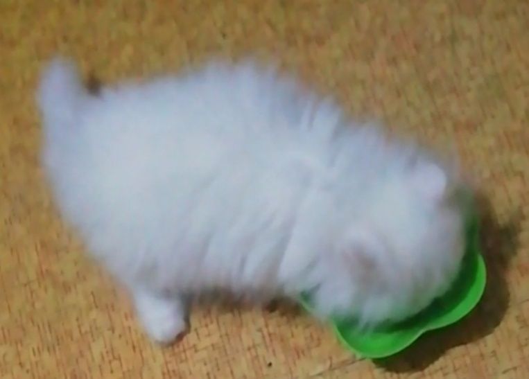 Котята персидские .