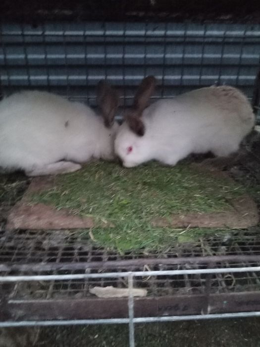 Продам кроликав продам