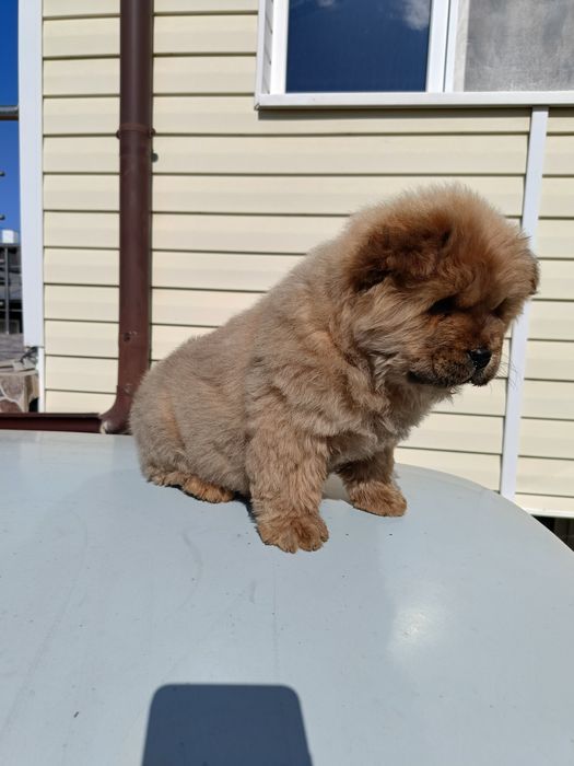 Чау чау         .