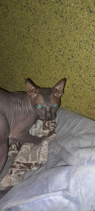 Чёрный канадский сфинкс вязка