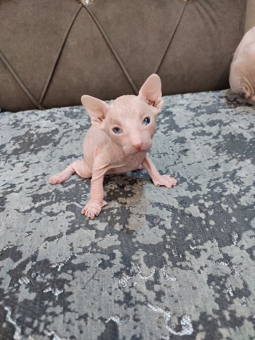 Сфинкс Питерболд