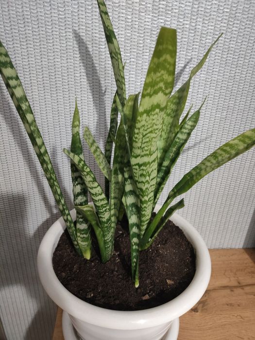 Зефирантес(подснежник), абутилон