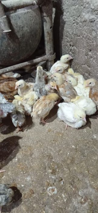 Pui rasa mixta kabir