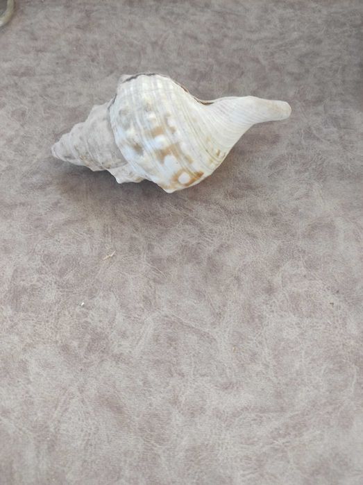 Раковини за декорация