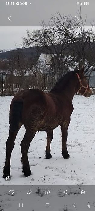 Vând mânz semigreu