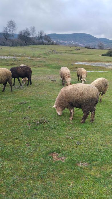 Ил дьо Франс- коч