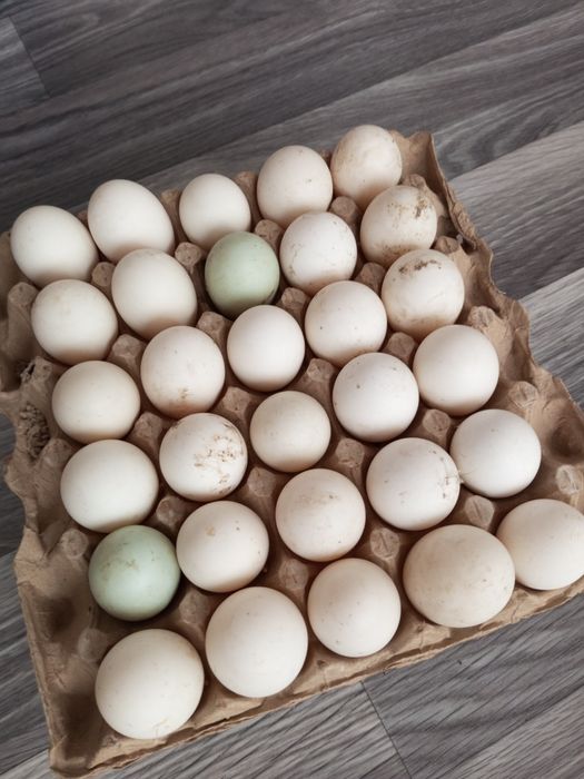 Продажа домашней птицы, а также  яйца