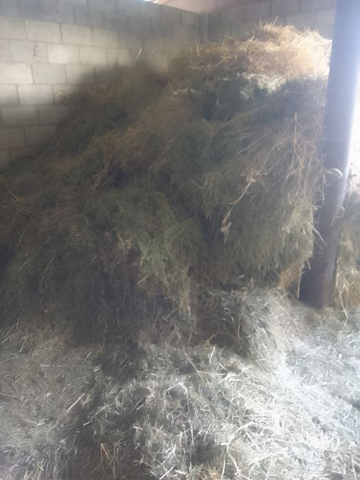 Продам сено клевер и разнотравие