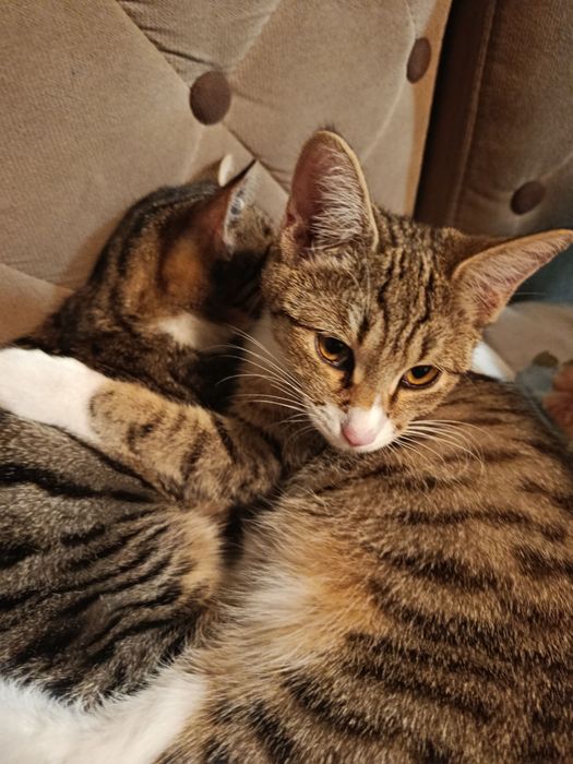 Mushuk Hadiya  parodali